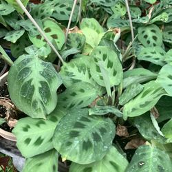 Gren Prayer Plant 6in Pot
