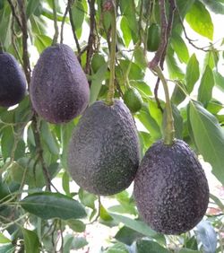 Hass Avocado Tree