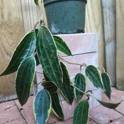 Hoya Latifolia Macrophylla (outer varegated)