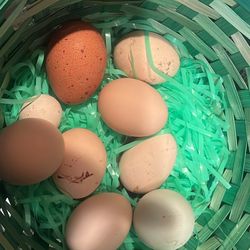 Fresh Eggs 