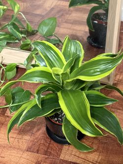 🌿BEAUTIFUL Tornado Dracaena 4” NURSERY Pot $15 EACH♥️PLS READ DESCRIPTION