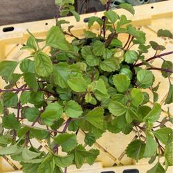 Hanging And Wall Plant