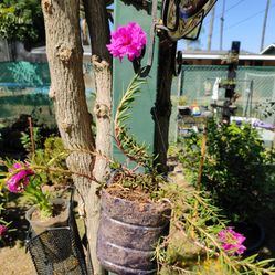 Flores Plant 