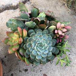 Succulent Arrangement