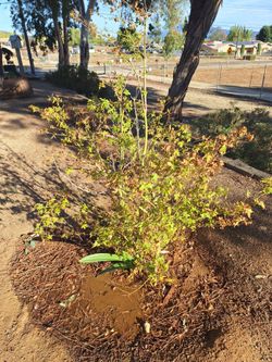 Japanese Maple Tree FREE