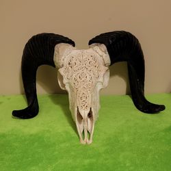 Hand Carved Ram Skull With Horns, Natural Bone With Black Horns