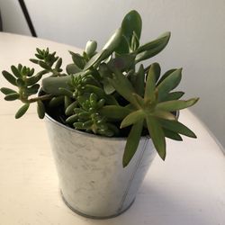 Succulents Arrangement