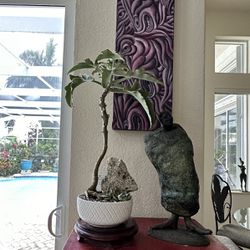 Succulents Bonsai