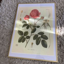 Rose Framed Print