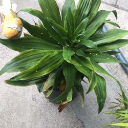 Plantas Naturales