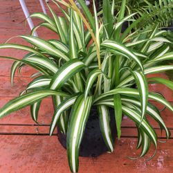 Spider Plant! For $7!