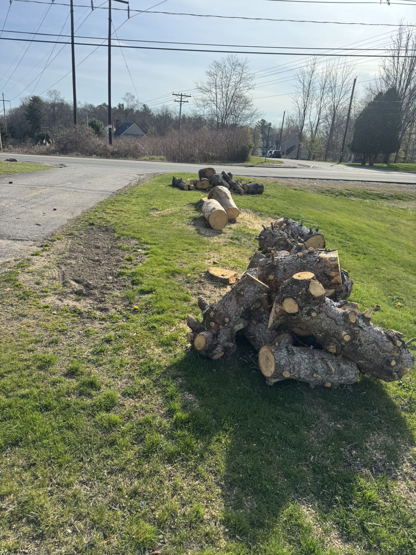 Curb Alert!! Free Pine!! I Can Help Load It Up For You!!!