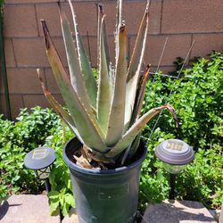 Aloe Vera Plant / Savilla 
