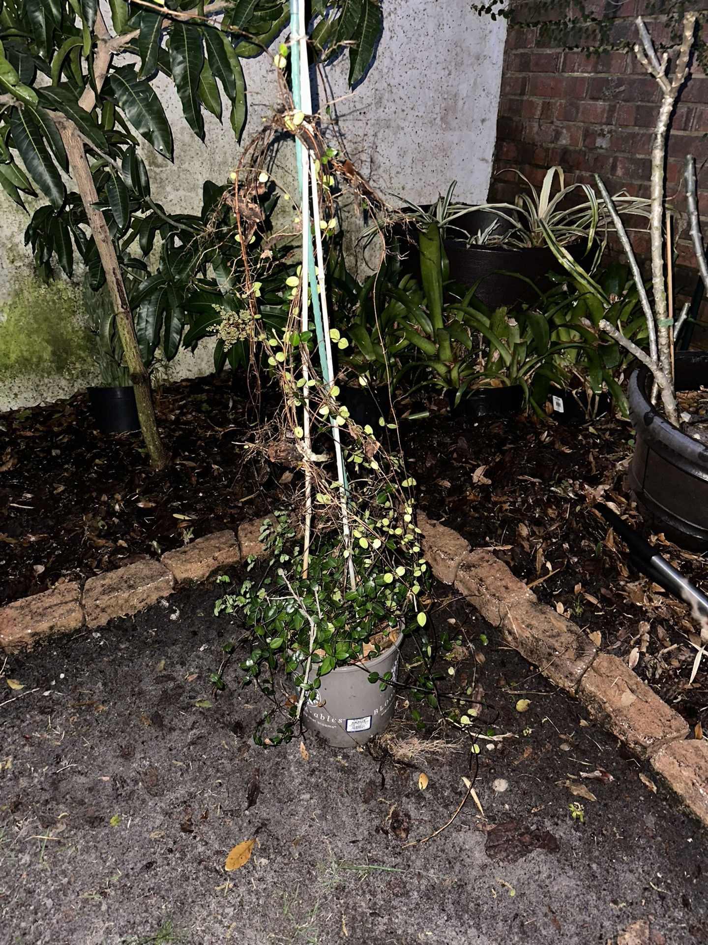 Star Jasmine