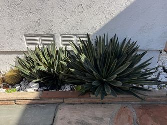 Free Plants/Hedges - Agave, Boxwood, Salvia, Iris