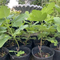 SUPER HEALTHY FIGS & OTHER PLANTS 