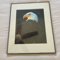 Framed Eagle Photo