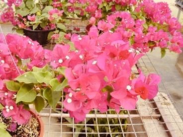 Bougainvillea plant