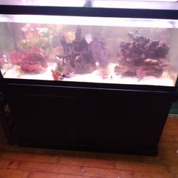 Saltwater Fish Tank