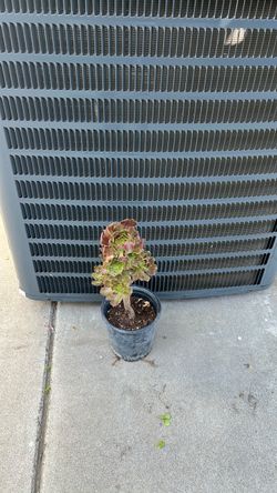 SUCCULENT