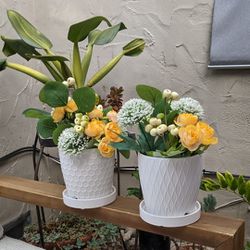 Set Of 2 Potted Plants 