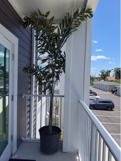 Palm trees (2)