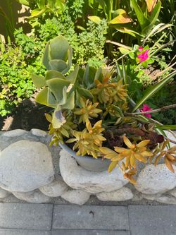 Plant Sukulent