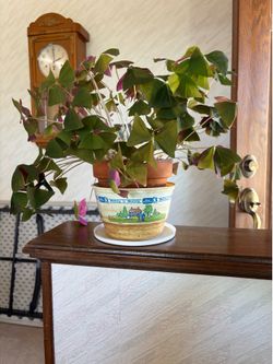 Live plants