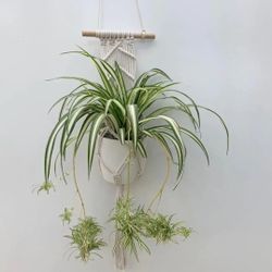 Spider Plant Spiderettes