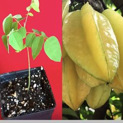 Star Fruit Averrhoa Carambola Bell Potted Starfruit  2 Gallon Pot Ready To Produce Fruit Plant  