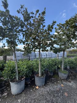 Seagrape Tree