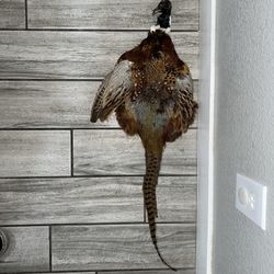 Pheasant Pelt – Beautiful Natural Feathers (2 option)