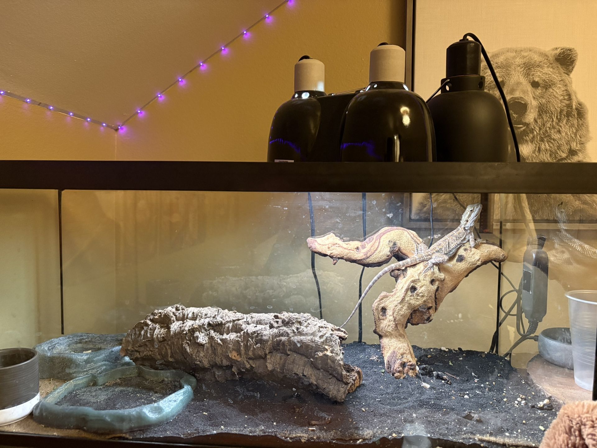 1 Year Old Bearded Dragon And Terrarium