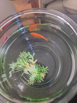 Fish