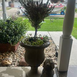 Rosemary 