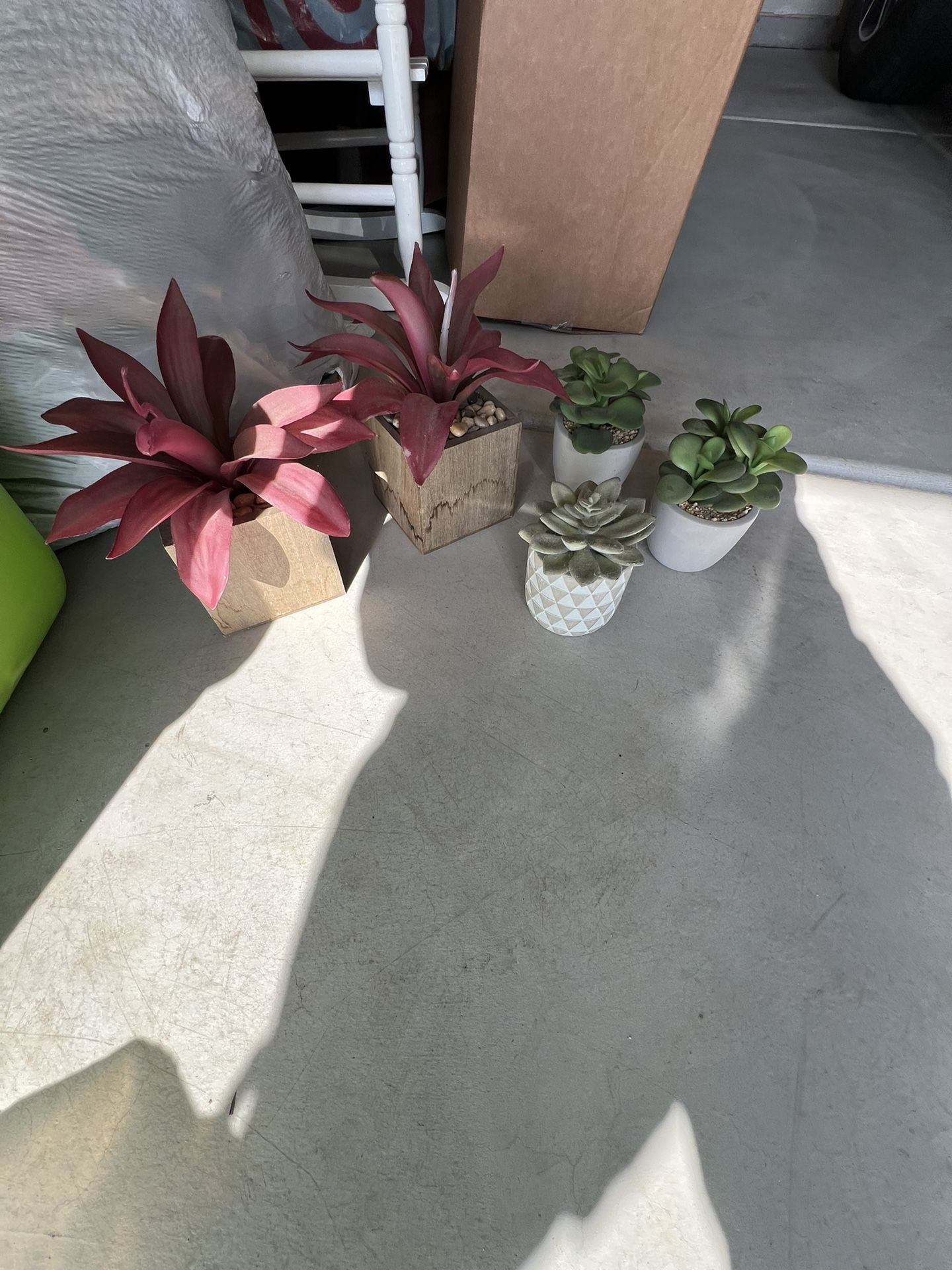 Plants