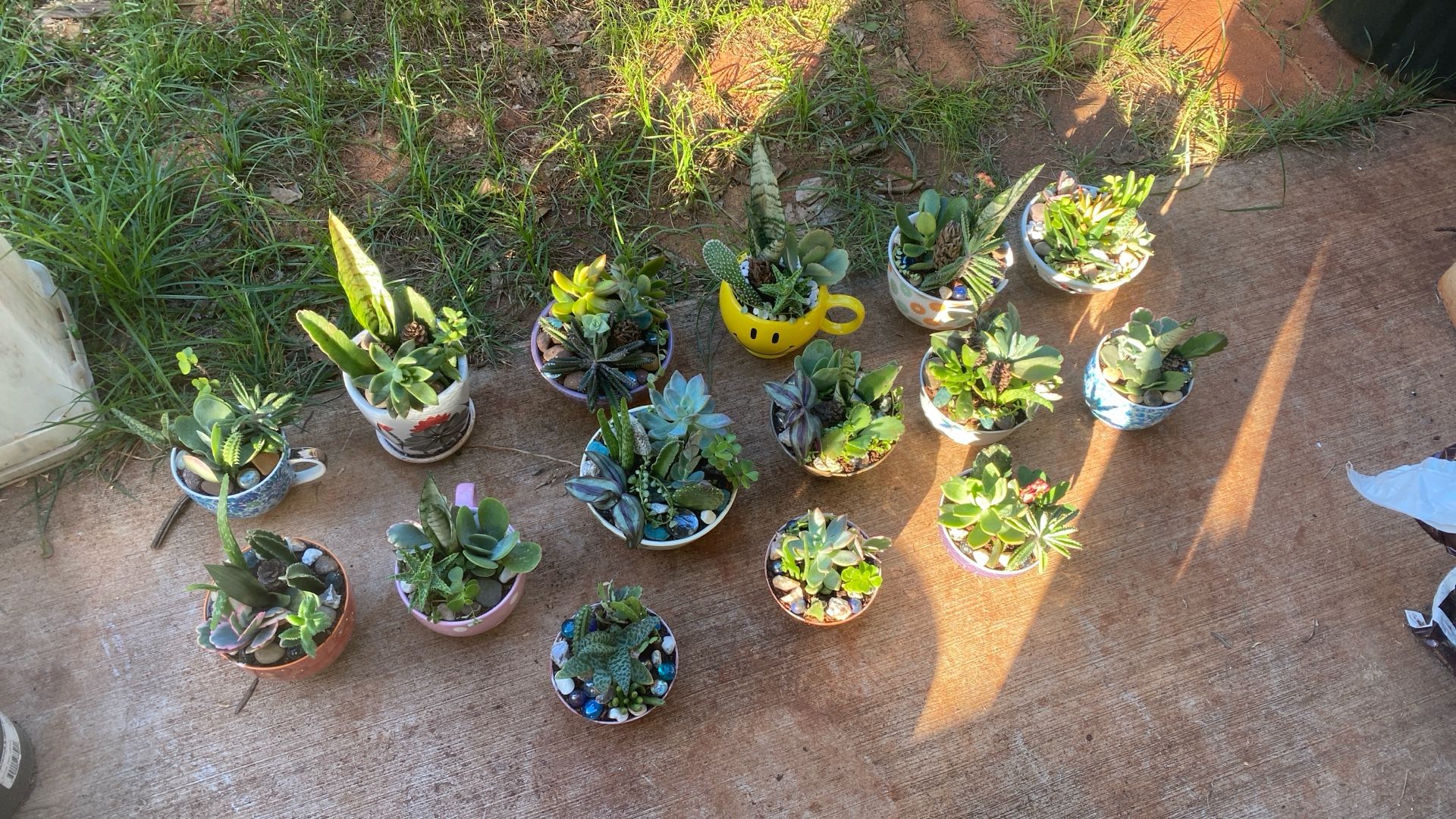 Plants Succulent Arrangements