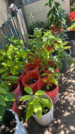 Hass Avocado trees, in a 5 gallon bucket