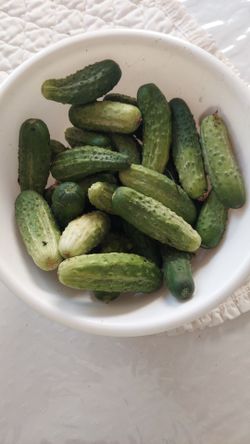 Pickling Cucumbers