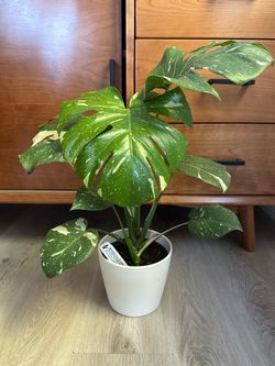 Monstera Thai Constellation