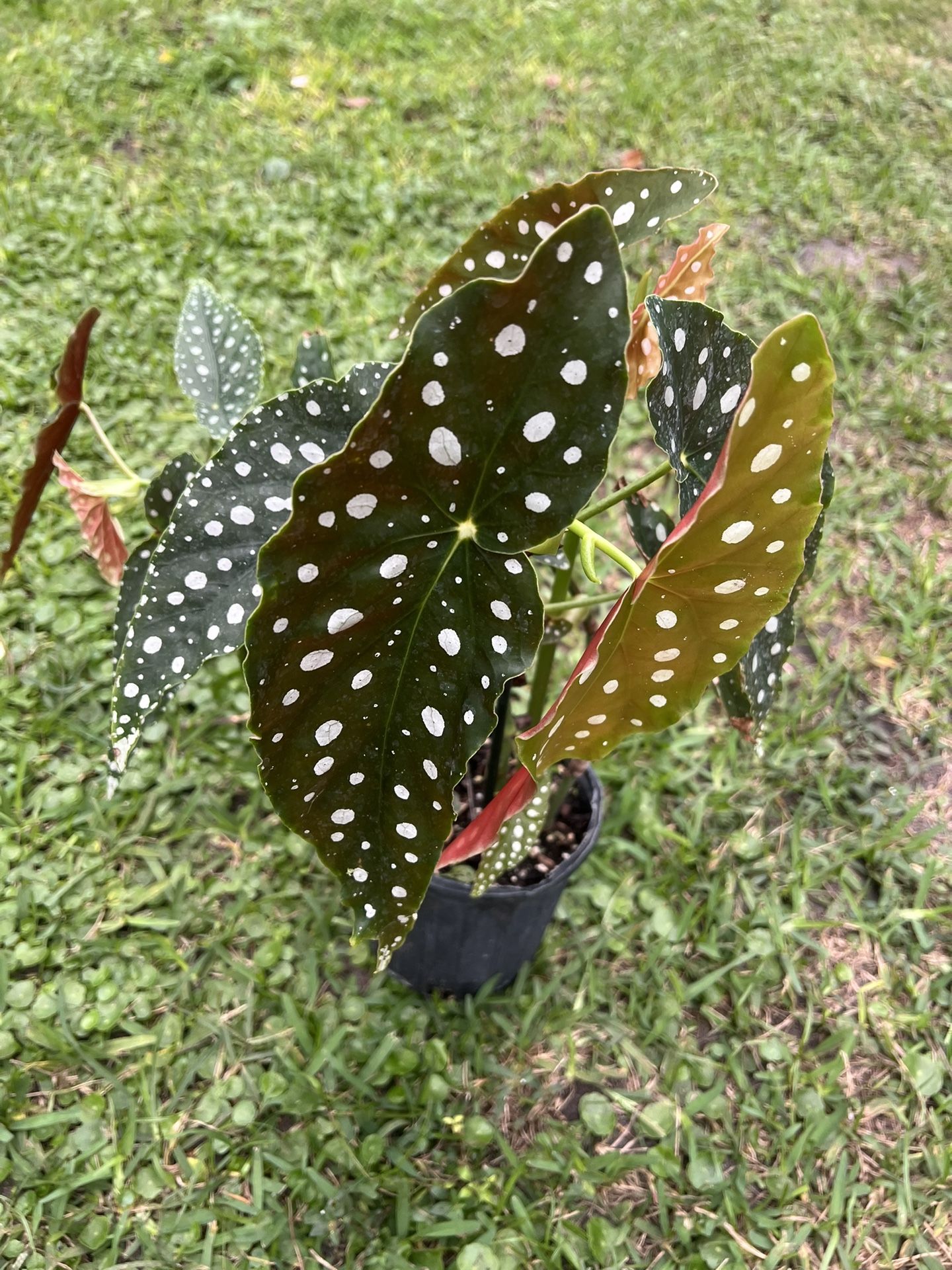 BEGONIA MACULATA ( 1 Gallon Pot) Exotic, Eye Catching