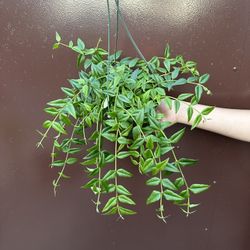 6” hoya bella