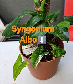 RHAPHIDOPHORA DECURSIVA: JUNGLE KING
