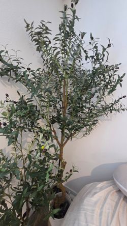 High-Quality Artificial Plants – Fiddle Leaf Fig + Olive Trees