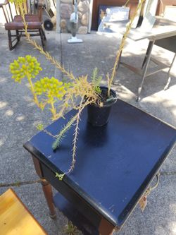 Seduim Plants & More