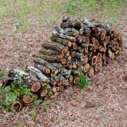 Walnut Firewood