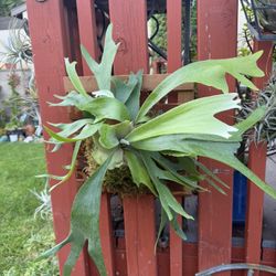 Staghorn Fern On 12x12 Lattice