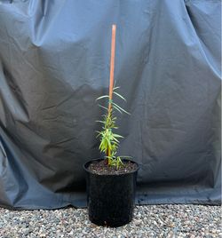 Weeping Willow Tree