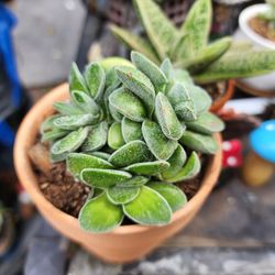 RARE SUCCULENT  $10 PICK UP IN SAN LORENZO