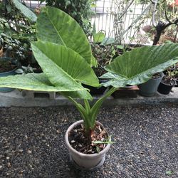 Plantas Oreja De Elefante